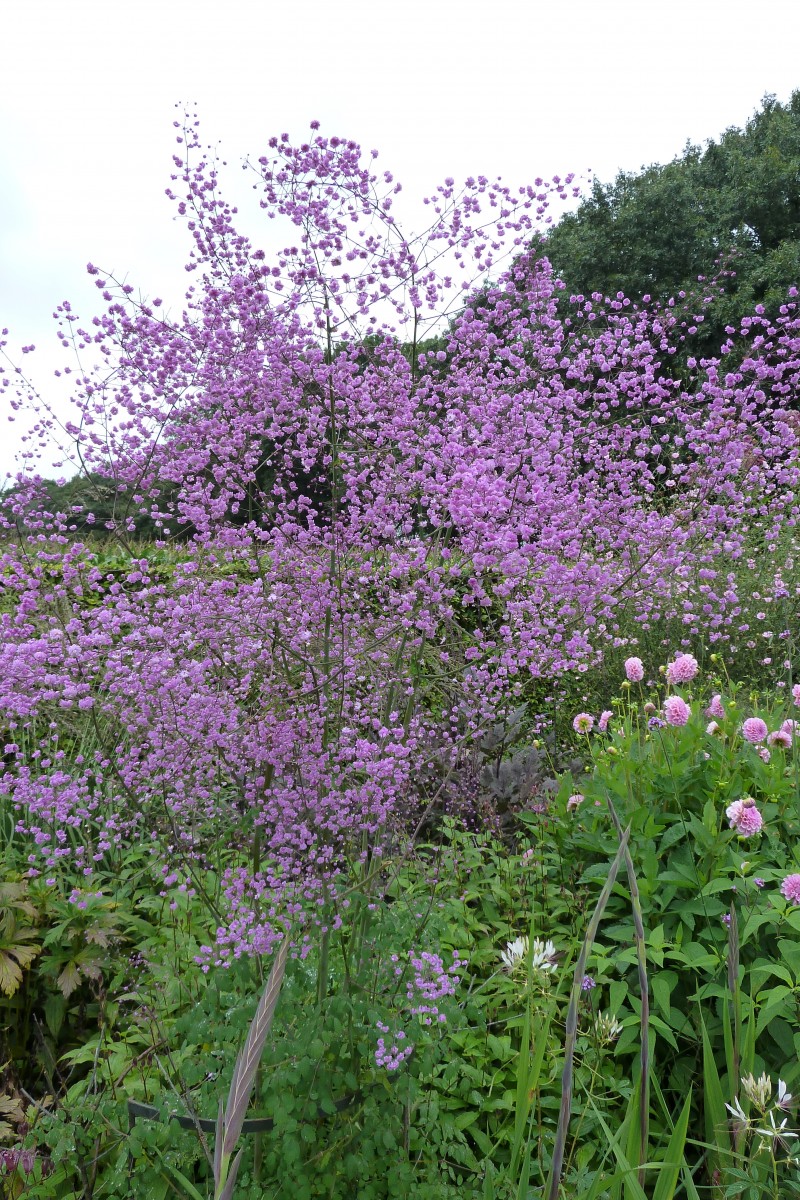 THALICTRUM delavayi (1315)